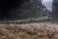 A path winds through the trees while in the foreground the dew glistens on the long grass