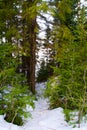 A path in a winter coniferous forest