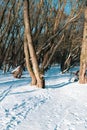 Paved path in the winter forest. Royalty Free Stock Photo
