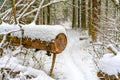 A path in the winter forest crosses a fallen and sawn pine tree Royalty Free Stock Photo