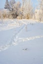 Path in the winter forest. Winter landscape. Snowy trees Royalty Free Stock Photo