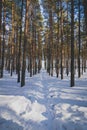 The path in winter forest