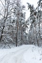 A path in the winter forest. Snow-covered pine forest with tall trees Royalty Free Stock Photo