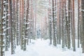 Path in winter forest, tree trunks Royalty Free Stock Photo