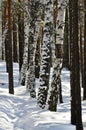 Path in winter forest. Among the trunks of trees, and plastered with snow. Thaw.