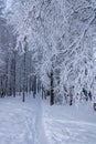 A path in the winter forest, under snow-covered birch branches. Snow-covered birch grove. Royalty Free Stock Photo