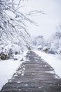 path in the winter park. the trees are covered with snow Royalty Free Stock Photo