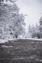 path in the winter park. the trees are covered with snow Royalty Free Stock Photo