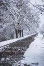 path in the winter park. the trees are covered with snow Royalty Free Stock Photo