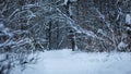 A path in the winter snow-covered forest. Winter landscape. The trail in the snow