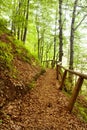 Path Wood