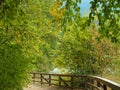 Path with wood railing amongst autumn trees at Adams River