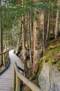 Path of wooden planks among the forest