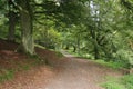 Path through woodland