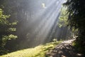 Path in the woods