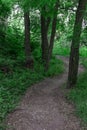 The path in the woods Royalty Free Stock Photo