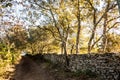 path in the woods in autumn time