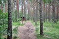 A path in the woods