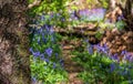 Path through the woods: bluebells growing wild under trees in Whippendell Woods, Watford, Hertfordshire UK. Royalty Free Stock Photo