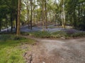 Path in woods with bluebells Royalty Free Stock Photo