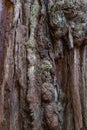 Close Up of Tree Bark Texture Royalty Free Stock Photo