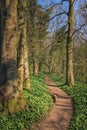 The Path Through The Woods With A Carpet Of Wild Garlic Ramsons