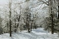 Path through the woods for cross-country skiing Royalty Free Stock Photo