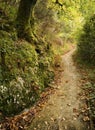 Path in the woods in diagonal composition