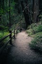 Path in Woods with Fence and Brush Royalty Free Stock Photo