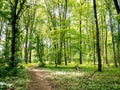 Path Through The Woods: Forest in Tiergarten Park In Berlin, Germany In Spring Royalty Free Stock Photo