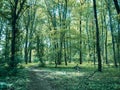 Path Through The Woods: Forest in Tiergarten Park In Berlin, Germany In Spring Royalty Free Stock Photo