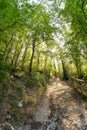 Path in the woods