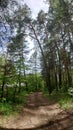 Summer Path in Woods Royalty Free Stock Photo