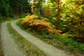 A path in the woods in the mountains