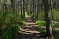 Path in the woods at noon in the spring