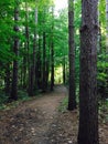 Path in the woods Royalty Free Stock Photo