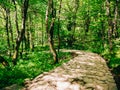 The path in the woods. The road running through the forest, the Royalty Free Stock Photo