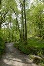 Path through woods by Rydalwater, Lake District Royalty Free Stock Photo