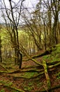 path in the woods in the spring