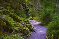 Path in the woods of Tyrol four