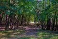 Path in the woods of the waterleidingduinen