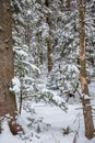 Path in the woods in winter, Transylvania, Romania