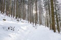 Path in the woods in winter, Transylvania, Romania