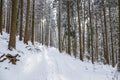 Path in the woods in winter, Transylvania, Romania