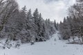 Path in the woods in winter, Transylvania, Romania