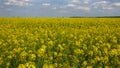 Path through Yellow field of rape, Rapeseed oil flowers, Brassica napus. Royalty Free Stock Photo