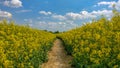 Path through Yellow field of rape, Rapeseed oil flowers, Brassica napus. Royalty Free Stock Photo