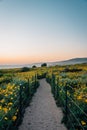 Path and yellow flowers at sunset, at Dana Point Headlands Conservation Area, in Dana Point, Orange County, California