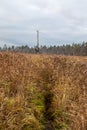 A path through the yellow grass to a lone tree burned by lightning. Swamp in the North in autumn Royalty Free Stock Photo