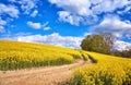 Path in yellow rapeseed field with tree under blue sky with beautiful clouds Royalty Free Stock Photo